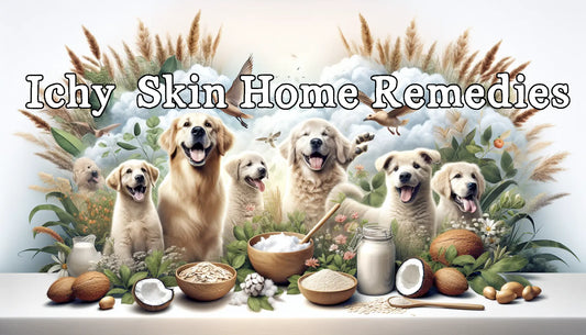 Top Home Remedies for Itchy Dog Skin