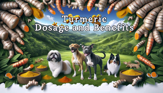 Turmeric: Health, Benefits, Safety, Dosage, and Complete Guide