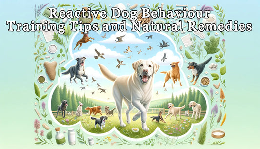 Reactive Dog Behaviour: Training Tips and Natural Remedies