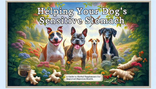 Sensitive Stomach: Improved Digestion Health with Herbal Supplements