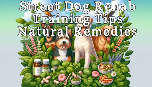 Street Dog Rehab: Training Tips & Natural Remedies