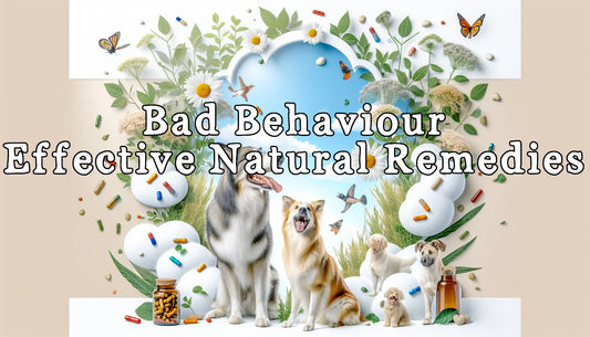 Dog's Behaviour: Effective Herbal Remedies