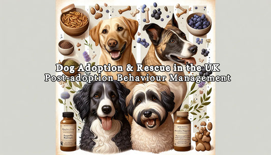 Adoption, Rescue, and Post-adoption Behaviour Management in the UK