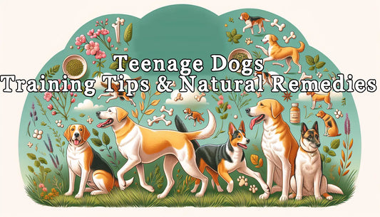 Teenage Dog Behaviour: Training Tips and Herbal Solutions