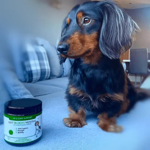 weiner dog