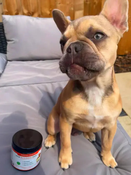pug-ish
