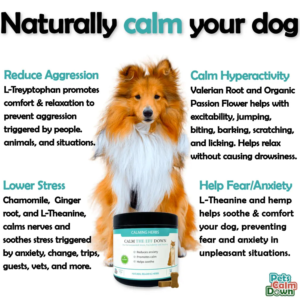 collie dog