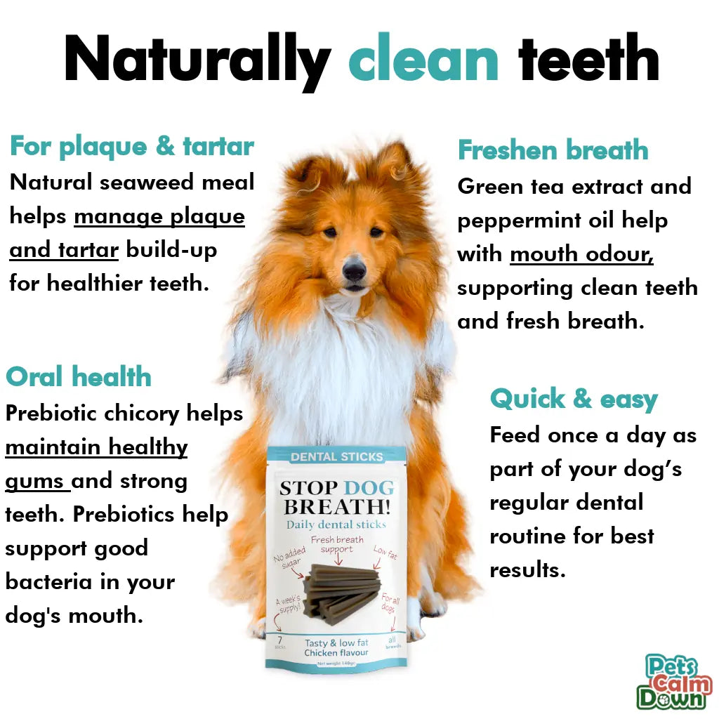 Daily Use Herbal Dental Sticks for Clean Teeth, Gums & Breath