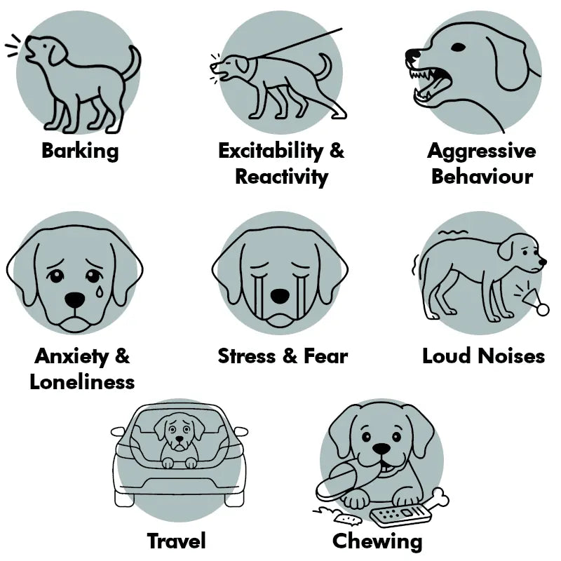 Illustrations of dogs with behavioral issues and their descriptions on a white background.