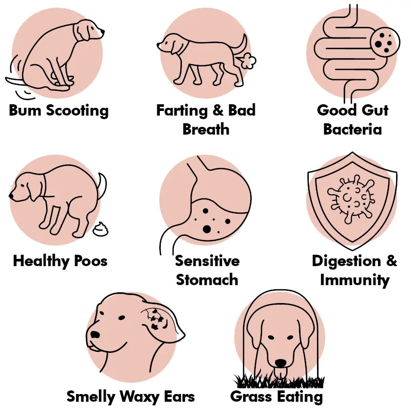 Illustrations of dog health issues and their solutions on a white background