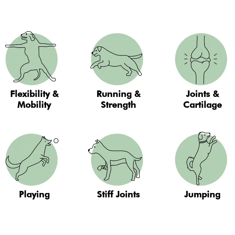 Illustrations of a dog performing various activities with labels on a white background