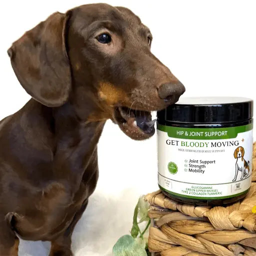 weiner dog