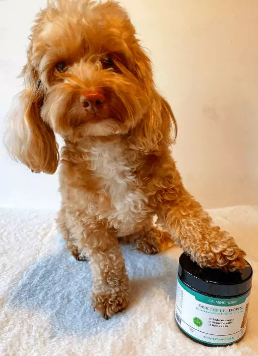 cockapoo