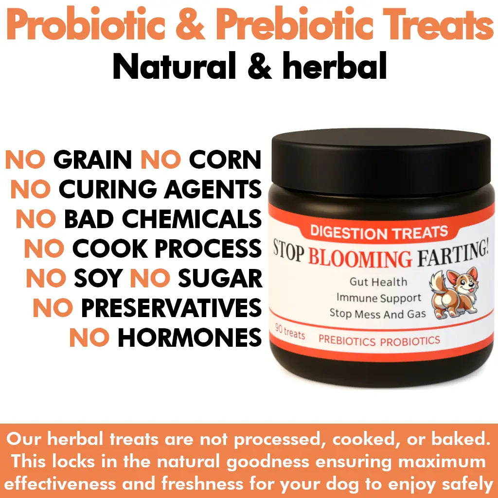 Jar of probiotic and prebiotic treats for dogs with text highlighting natural and herbal properties.