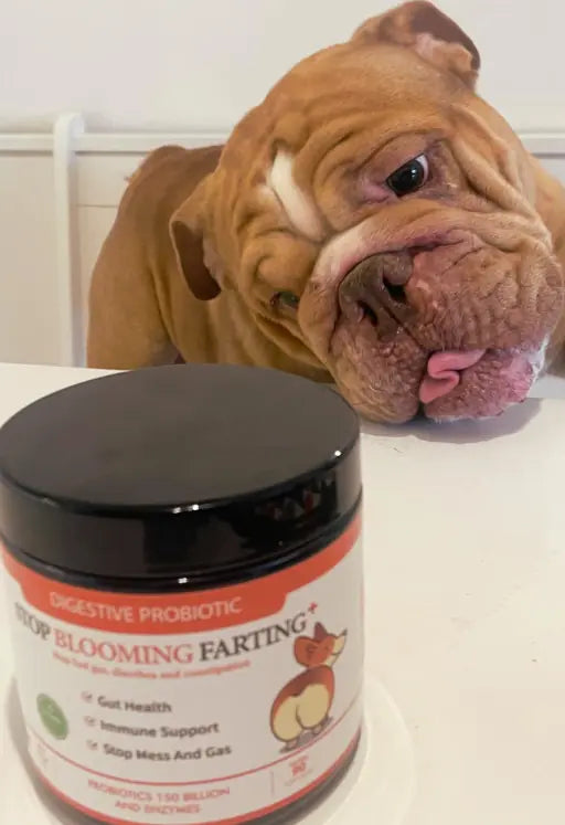 bulldog