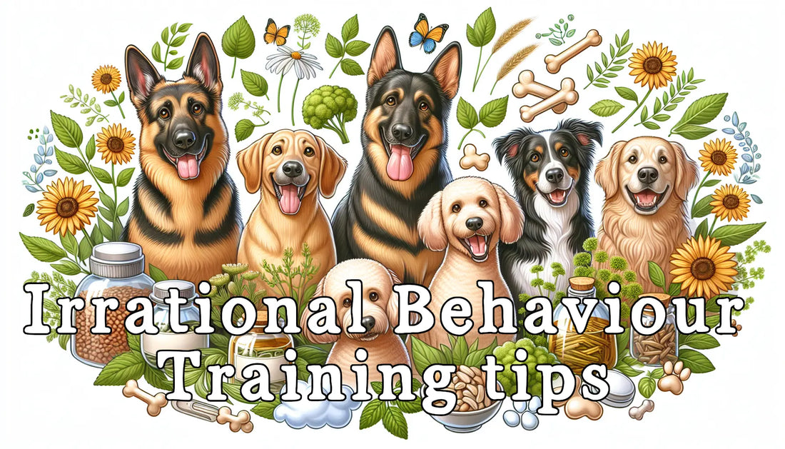 Irrational Dog Behaviour: Training tips