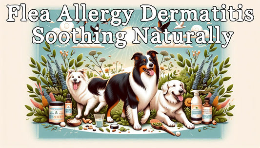 Flea Allergy Dermatitis: Soothing the Itch Naturaly