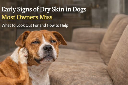 Why So Many Dog Owners Miss the Early Signs of Dry Skin — Until the Scratching Gets Out of Hand