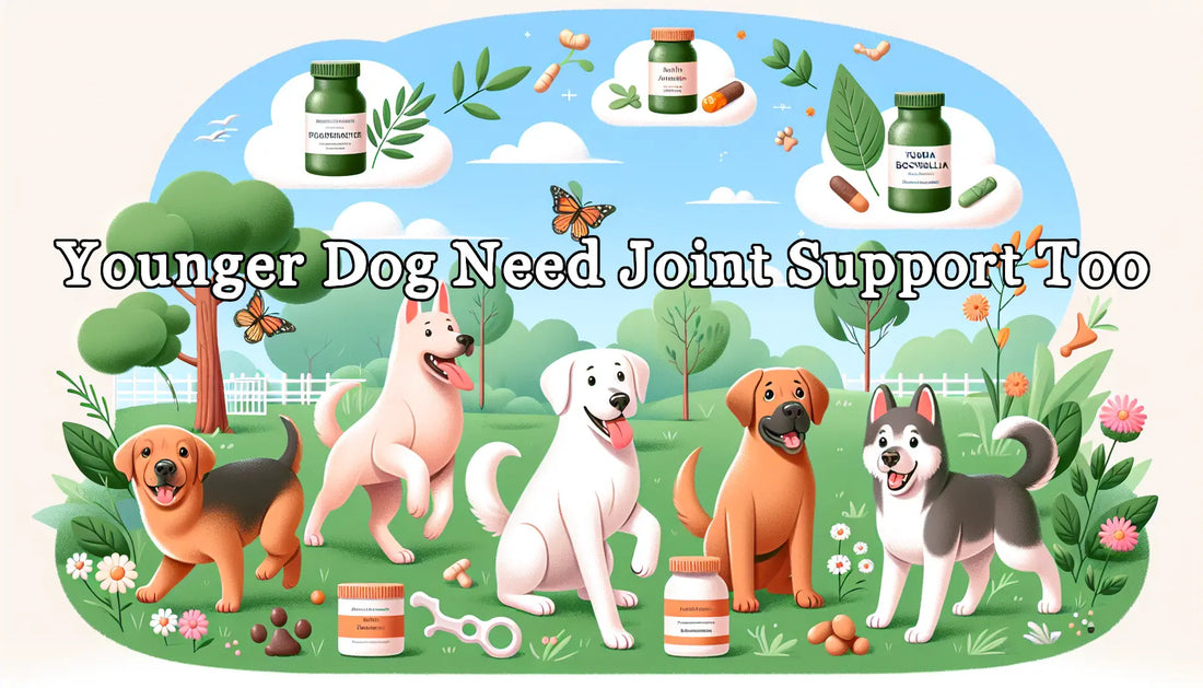 Younger Dog Needs Joint Support Too