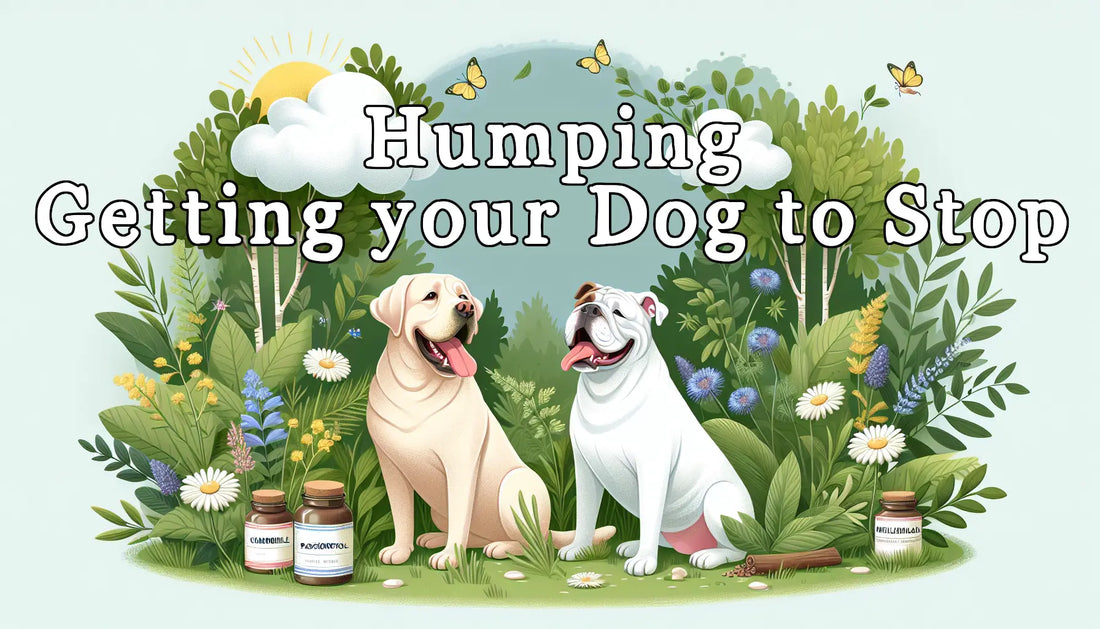 Humping: Getting your Dog to Stop