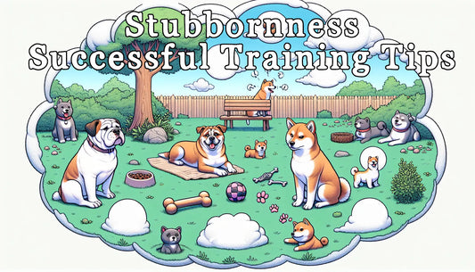 Stubbornness: Successful Training Tips
