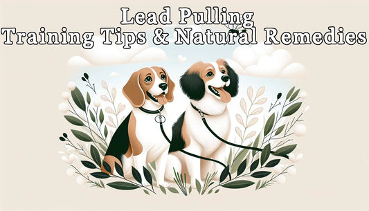 Lead Pulling: Training Tips and Natural Remedies