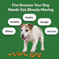 Get+Bloody+Moving+-+Natural+Mobility+Dog+Treats