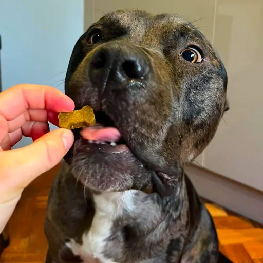 Bruce the Large mixed breed (rescue)