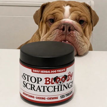 Syd the Bulldog