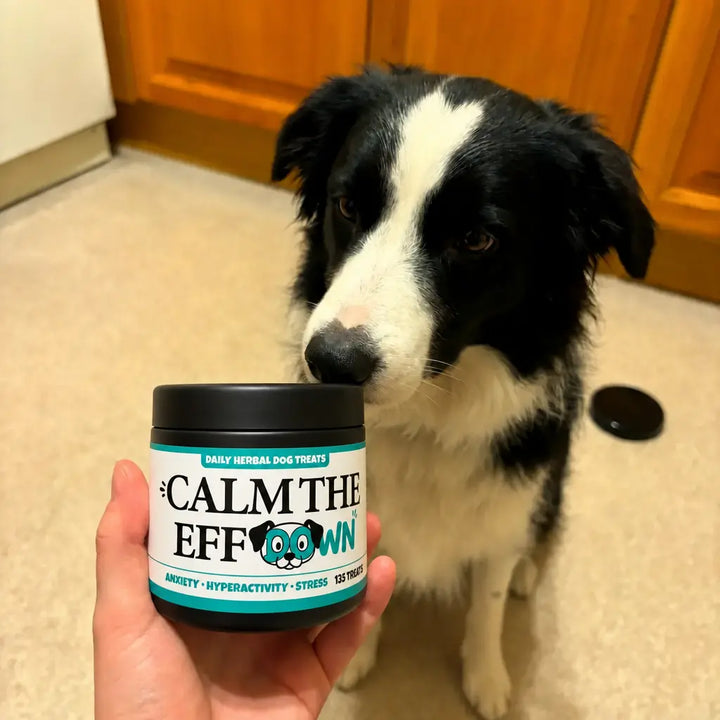 Jax the Border Collie