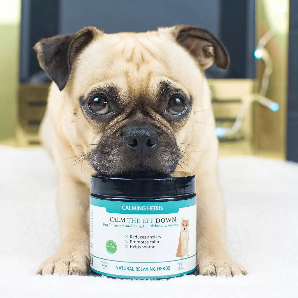 Best dog anxiety treats clearance