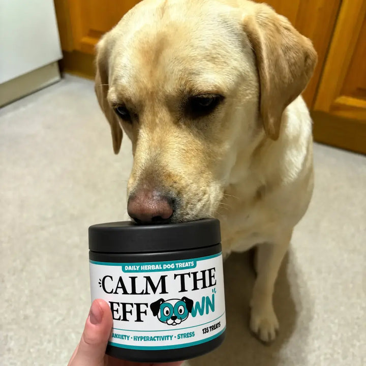 Billie the Labrador