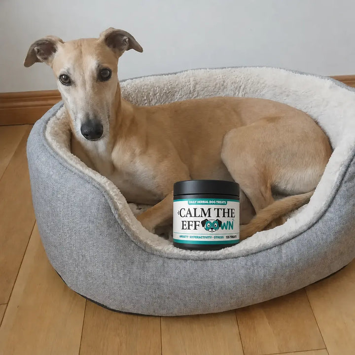 Butler the Greyhound