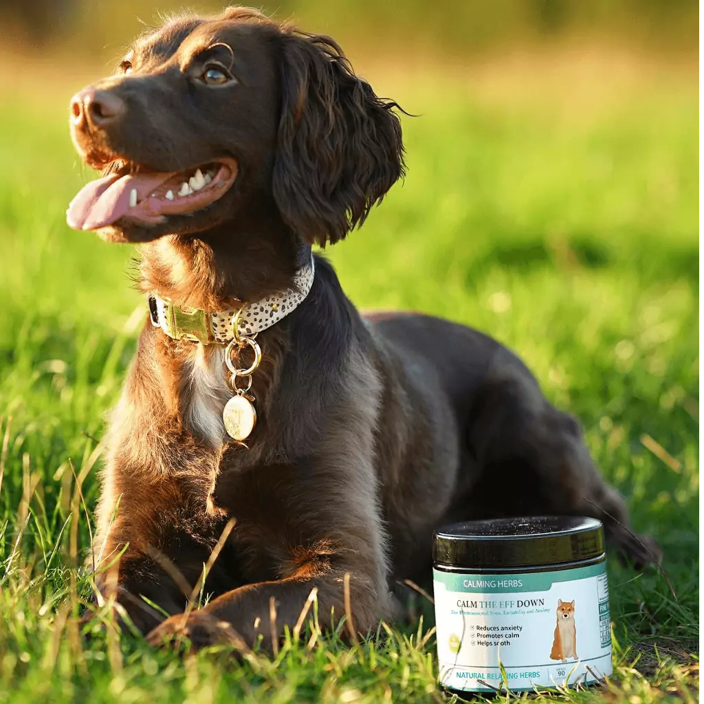 Medication to calm clearance a dog down