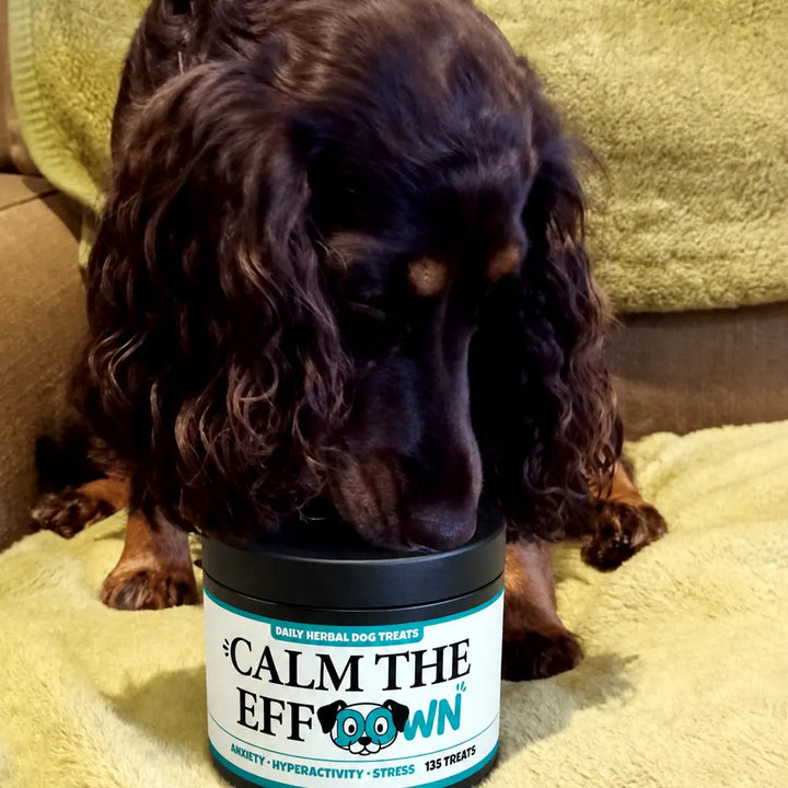 Gwen the Cocker Spaniel